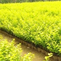 優(yōu)質(zhì)金葉女貞 常年出售金葉女貞 營養(yǎng)缽金葉女貞