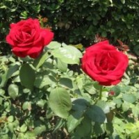 玫瑰月季 月季 青州月季基地 山東月季基地