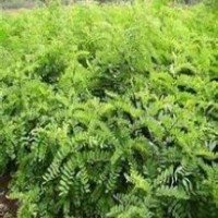 供應(yīng)刺槐小苗國槐小苗