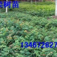 山西北欒苗，北欒籽，北欒苗小苗,北欒苗價(jià)格