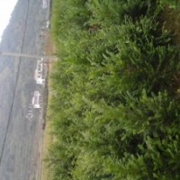 紅豆杉，南方紅豆杉哪里好！