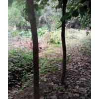 大量供應(yīng)5-9公分胸徑的洋紫荊