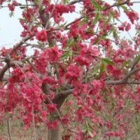 長(zhǎng)期供應(yīng)北美系列海棠苗 直銷(xiāo)優(yōu)質(zhì)珠穆朗瑪絢麗高原之火等樹(shù)苗