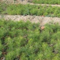 供應(yīng)白皮松苗20公分白皮松苗30公分白皮松苗