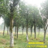 香泡 最新香泡樹(shù)春季高存活率價(jià)格 5公分8公分香泡價(jià)格表