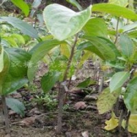 核桃苗、棗樹苗、山楂苗、柿子苗