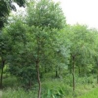 烏桕種苗、烏桕樹的價格、烏桕圖片