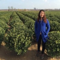 供應(yīng)：冬青球冬青苗（大葉黃楊球苗）北海道黃楊