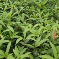 南寧央大大量供應(yīng)金絲楠苗木