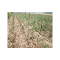 安徽櫻桃/大櫻桃廠家供應(yīng)商