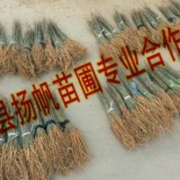 供應(yīng)紫穗槐，紫穗槐價格，30-50公分紫穗槐，地徑0.3-0.5公分紫穗