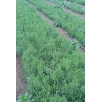 賣側(cè)柏小苗,購(gòu)側(cè)柏小苗,買側(cè)柏小苗,供應(yīng)側(cè)柏小苗