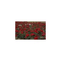 供應 月季 豐花月季