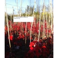 2014美國(guó)紅楓預(yù)定中