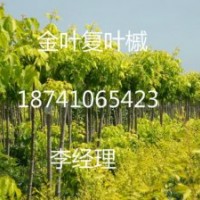 主要經(jīng)營品種有. 金葉復葉槭，五角楓，紫葉稠李，紅葉李，金葉榆