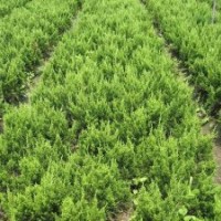綠化小苗、國(guó)槐、紅葉李小苗、紫葉李、萱草、北海道