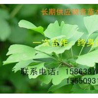 長期供應(yīng)3-60公分銀杏樹、國槐等綠化苗木