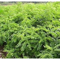 北欒苗/ 北欒苗/優(yōu)質北欒苗供應