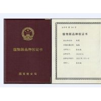 金紅楊，中華紅霞楊，速生，彩色，全紅楊，紅葉楊