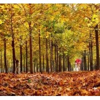 晴虹苗木優(yōu)質(zhì)美國(guó)紅楓,美國(guó)紅楓小苗預(yù)售中