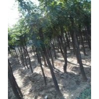 欒樹(shù)直銷(xiāo)地