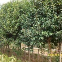 大葉女貞_大葉女貞價格_大葉女貞詳細介紹