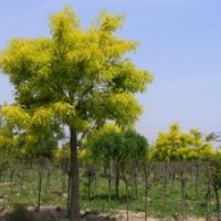 金枝槐，龍爪槐價格