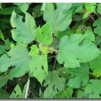 構(gòu)樹小苗價格，構(gòu)樹苗基地