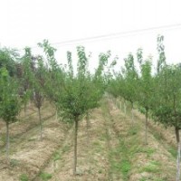 紅梅價(jià)格_紅梅的栽培方法