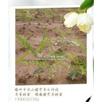 供應(yīng)皂角樹(shù)苗，豬牙皂角樹(shù)苗，皂角小苗，滕州市皂角合作社