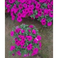 山東綠化草花苗木