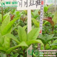 月月紅桂 開黃紅色的花 花量大 月月紅桂 月月見紅的桂花 桂花樹