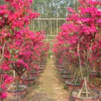 供應(yīng)三角梅20余種顏色供您挑選