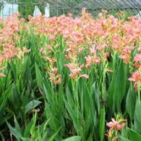 濰坊美人蕉供應(yīng)商|山東大花萱草生產(chǎn)廠家