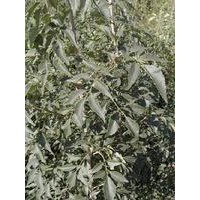 2公分的皂角苗、白蠟、五角楓一級(jí)綠化苗木