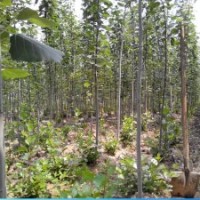 山東毛白楊小苗價(jià)格，毛白楊種植基地，毛白楊供應(yīng)商