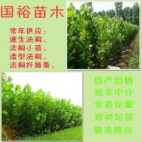 供應(yīng)山東濟(jì)寧9公分4.5米裸根定桿法桐山東濟(jì)寧價(jià)格