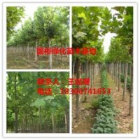 供應(yīng)13公分-15公分裸根定桿法桐小苗山東價(jià)格