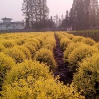 四川金和女真球