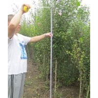 低價(jià)處理木槿