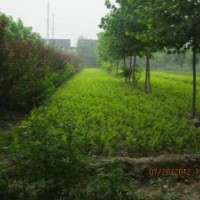 河北深州北四王低價供應(yīng)30-80公分金葉女貞