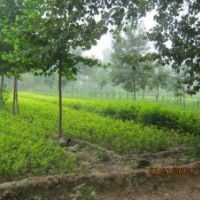 河北深州北四王苗木之鄉(xiāng)-30-80公分金葉女貞工程苗