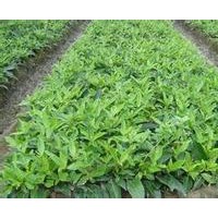 女貞供應(yīng)，女貞苗價(jià)格