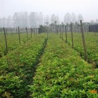 綠化苗首選-貴州本地8月桂花苗