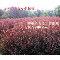 安徽 紅葉李小苗500萬(wàn)棵供應(yīng)商