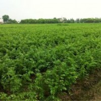 供應(yīng)櫸樹小苗 晴虹苗木專業(yè)生產(chǎn)優(yōu)質(zhì)櫸樹小苗