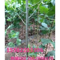 法桐 速生法桐 濟寧保國園林