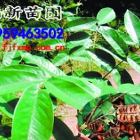 花櫚木苗 紅豆樹苗 花梨木苗 鄂西紅豆苗