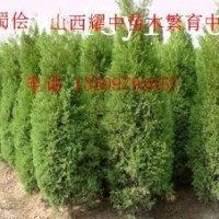 蜀儈50000萬苗急出售，