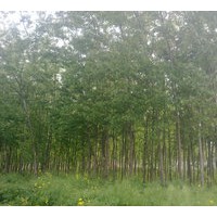 供應(yīng)速生奇柳
